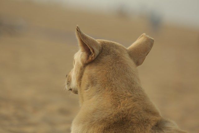 Photo by Ganesh Kumar