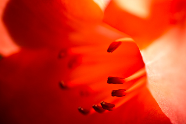 Photo by Ganesh Kumar