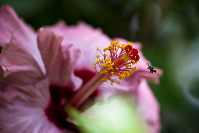 Photo by Ganesh Kumar